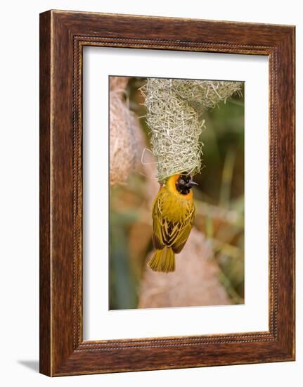 Namibia, Kaokoveld Conservation Area. Male masked weaver building a nest.-Ellen Goff-Framed Photographic Print