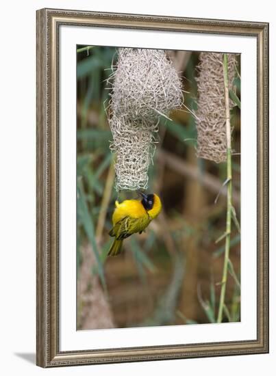 Namibia, Kaokoveld Conservation Area, Male masked weaver building a nest.-Ellen Goff-Framed Premium Photographic Print