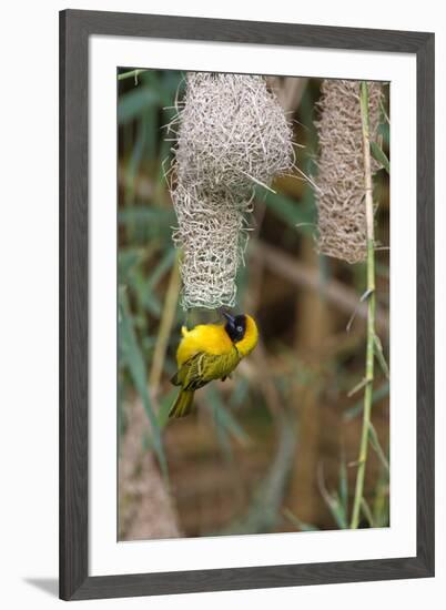 Namibia, Kaokoveld Conservation Area, Male masked weaver building a nest.-Ellen Goff-Framed Premium Photographic Print