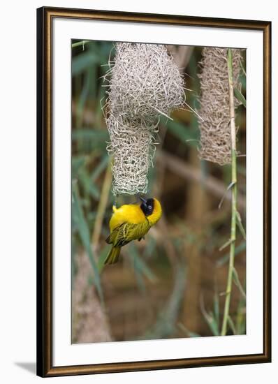 Namibia, Kaokoveld Conservation Area, Male masked weaver building a nest.-Ellen Goff-Framed Premium Photographic Print