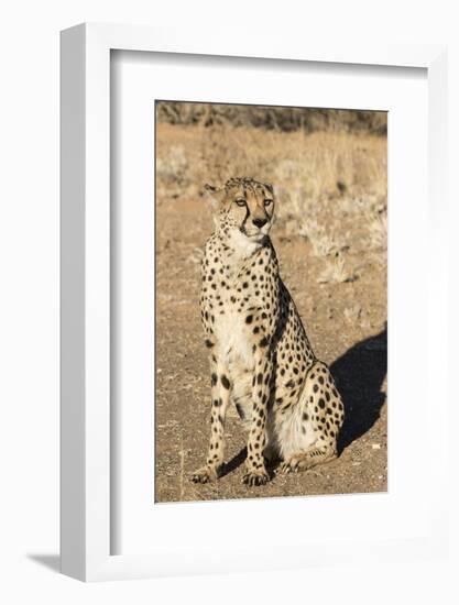 Namibia, Keetmanshoop. Close-up of seated cheetah.-Jaynes Gallery-Framed Photographic Print