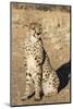 Namibia, Keetmanshoop. Close-up of seated cheetah.-Jaynes Gallery-Mounted Photographic Print