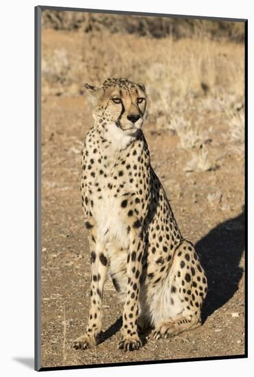 Namibia, Keetmanshoop. Close-up of seated cheetah.-Jaynes Gallery-Mounted Photographic Print