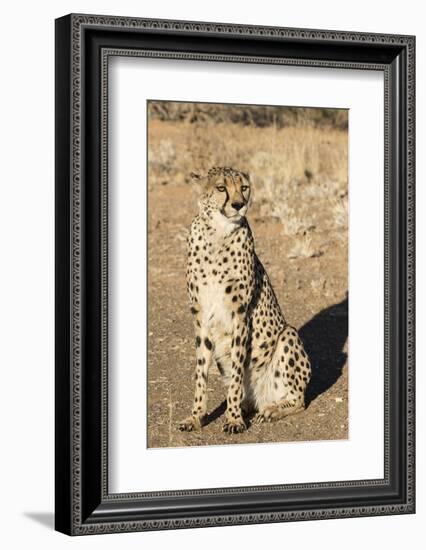 Namibia, Keetmanshoop. Close-up of seated cheetah.-Jaynes Gallery-Framed Photographic Print