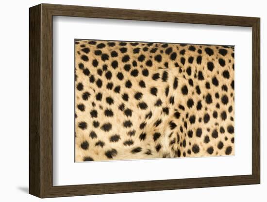 Namibia, Keetmanshoop. Close-up view of cheetah fur.-Jaynes Gallery-Framed Photographic Print