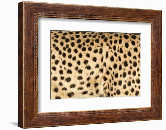 Namibia, Keetmanshoop. Close-up view of cheetah fur.-Jaynes Gallery-Framed Photographic Print