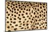 Namibia, Keetmanshoop. Close-up view of cheetah fur.-Jaynes Gallery-Mounted Photographic Print