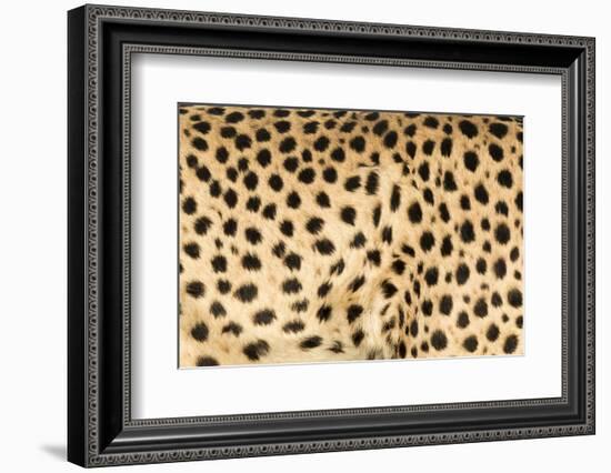 Namibia, Keetmanshoop. Close-up view of cheetah fur.-Jaynes Gallery-Framed Photographic Print