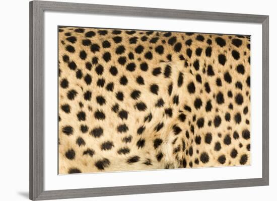 Namibia, Keetmanshoop. Close-up view of cheetah fur.-Jaynes Gallery-Framed Premium Photographic Print