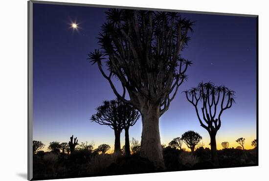 Namibia, Keetmanshoop. Quiver tree Forest at sunrise.-Jaynes Gallery-Mounted Photographic Print
