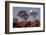 Namibia, Keetmanshoop, Quiver Tree Forest, Kokerboom at sunset.-Ellen Goff-Framed Photographic Print