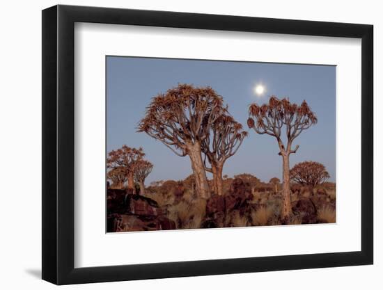 Namibia, Keetmanshoop, Quiver Tree Forest, Kokerboom at sunset.-Ellen Goff-Framed Photographic Print