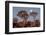 Namibia, Keetmanshoop, Quiver Tree Forest, Kokerboom at sunset.-Ellen Goff-Framed Photographic Print