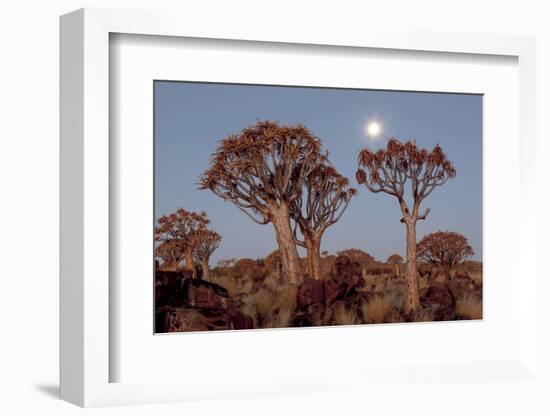 Namibia, Keetmanshoop, Quiver Tree Forest, Kokerboom at sunset.-Ellen Goff-Framed Photographic Print