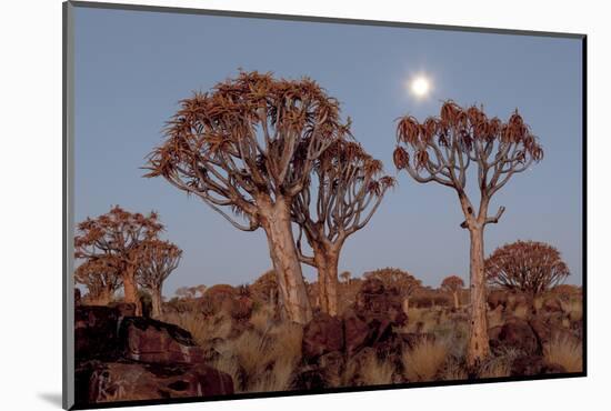 Namibia, Keetmanshoop, Quiver Tree Forest, Kokerboom at sunset.-Ellen Goff-Mounted Photographic Print