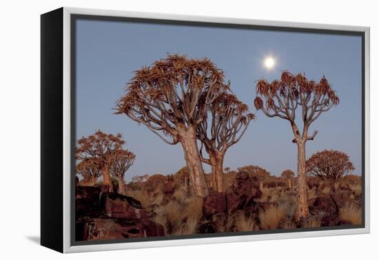 Namibia, Keetmanshoop, Quiver Tree Forest, Kokerboom at sunset.-Ellen Goff-Framed Premier Image Canvas