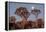 Namibia, Keetmanshoop, Quiver Tree Forest, Kokerboom at sunset.-Ellen Goff-Framed Premier Image Canvas