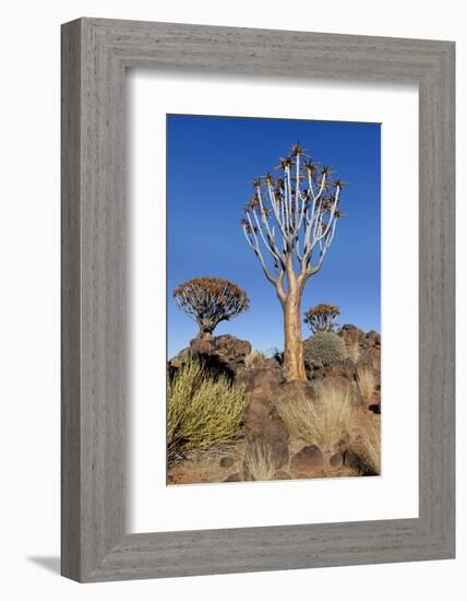 Namibia, Keetmanshoop, Quiver Tree Forest, Kokerboom.-Ellen Goff-Framed Photographic Print