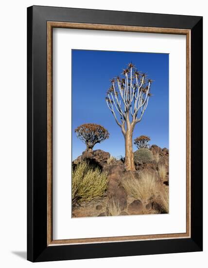 Namibia, Keetmanshoop, Quiver Tree Forest, Kokerboom.-Ellen Goff-Framed Photographic Print