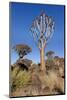 Namibia, Keetmanshoop, Quiver Tree Forest, Kokerboom.-Ellen Goff-Mounted Photographic Print