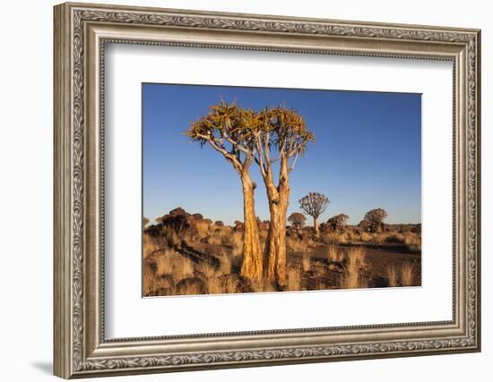 Namibia, Keetmanshoop, Quiver Tree Forest, Kokerboom.-Ellen Goff-Framed Photographic Print