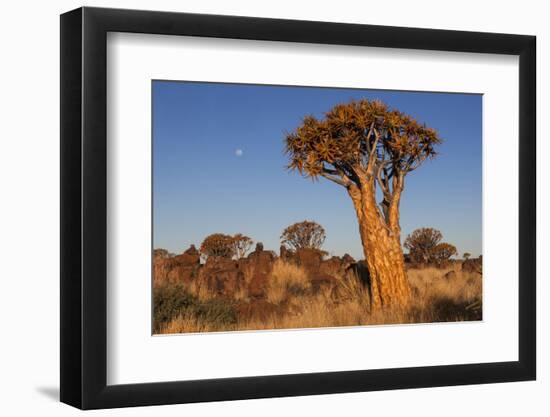 Namibia, Keetmanshoop, Quiver Tree Forest, Kokerboom.-Ellen Goff-Framed Photographic Print