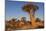 Namibia, Keetmanshoop, Quiver Tree Forest, Kokerboom.-Ellen Goff-Mounted Photographic Print