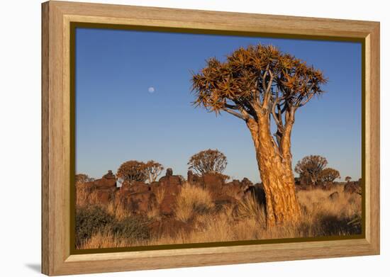 Namibia, Keetmanshoop, Quiver Tree Forest, Kokerboom.-Ellen Goff-Framed Premier Image Canvas