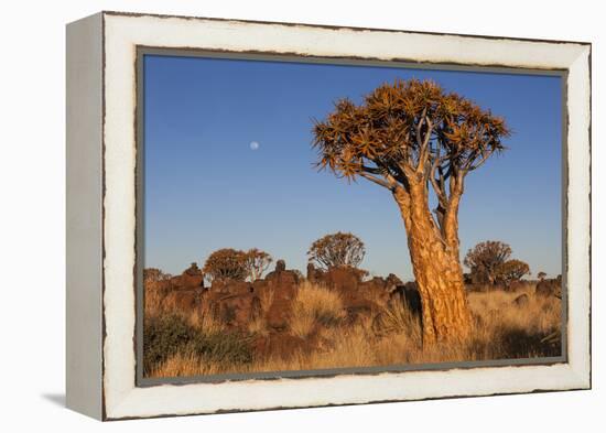 Namibia, Keetmanshoop, Quiver Tree Forest, Kokerboom.-Ellen Goff-Framed Premier Image Canvas