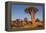 Namibia, Keetmanshoop, Quiver Tree Forest, Kokerboom.-Ellen Goff-Framed Premier Image Canvas