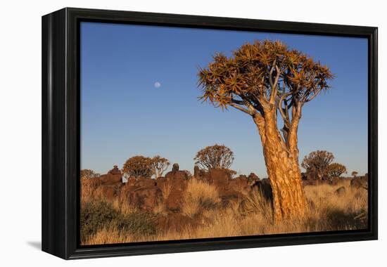 Namibia, Keetmanshoop, Quiver Tree Forest, Kokerboom.-Ellen Goff-Framed Premier Image Canvas