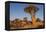 Namibia, Keetmanshoop, Quiver Tree Forest, Kokerboom.-Ellen Goff-Framed Premier Image Canvas