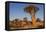 Namibia, Keetmanshoop, Quiver Tree Forest, Kokerboom.-Ellen Goff-Framed Premier Image Canvas