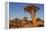 Namibia, Keetmanshoop, Quiver Tree Forest, Kokerboom.-Ellen Goff-Framed Premier Image Canvas