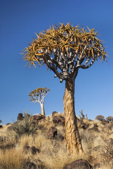 namibia keetmanshoop quiver tree