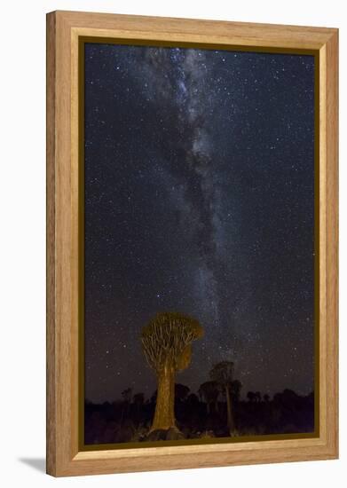 Namibia, Keetmanshoop. Quiver trees and Milky Way.-Jaynes Gallery-Framed Premier Image Canvas