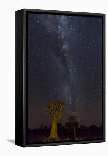 Namibia, Keetmanshoop. Quiver trees and Milky Way.-Jaynes Gallery-Framed Premier Image Canvas