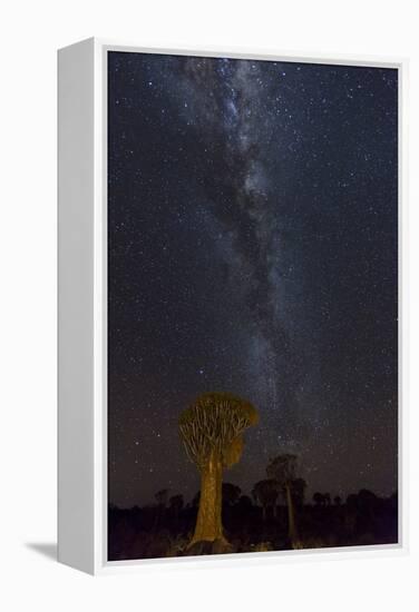 Namibia, Keetmanshoop. Quiver trees and Milky Way.-Jaynes Gallery-Framed Premier Image Canvas