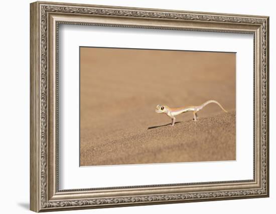 Namibia, Namib Desert. Palmetto gecko on sand.-Jaynes Gallery-Framed Photographic Print