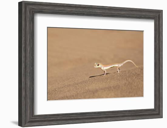 Namibia, Namib Desert. Palmetto gecko on sand.-Jaynes Gallery-Framed Photographic Print