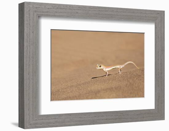 Namibia, Namib Desert. Palmetto gecko on sand.-Jaynes Gallery-Framed Photographic Print