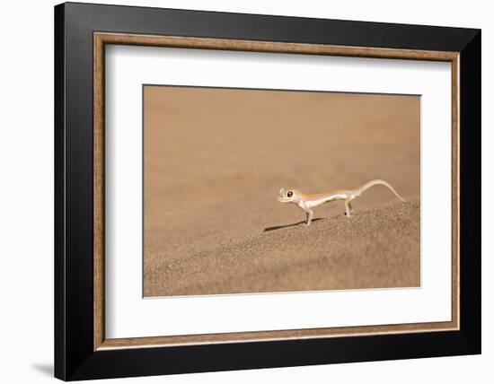 Namibia, Namib Desert. Palmetto gecko on sand.-Jaynes Gallery-Framed Photographic Print