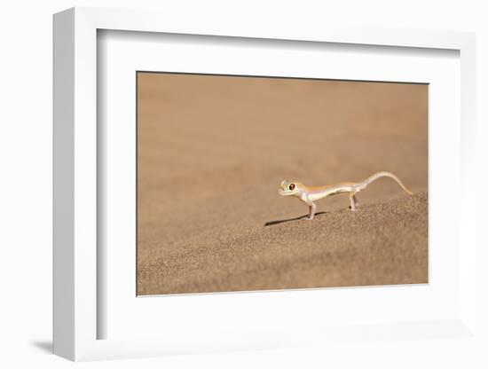 Namibia, Namib Desert. Palmetto gecko on sand.-Jaynes Gallery-Framed Photographic Print