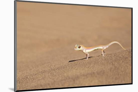 Namibia, Namib Desert. Palmetto gecko on sand.-Jaynes Gallery-Mounted Photographic Print