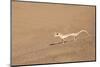 Namibia, Namib Desert. Palmetto gecko on sand.-Jaynes Gallery-Mounted Photographic Print