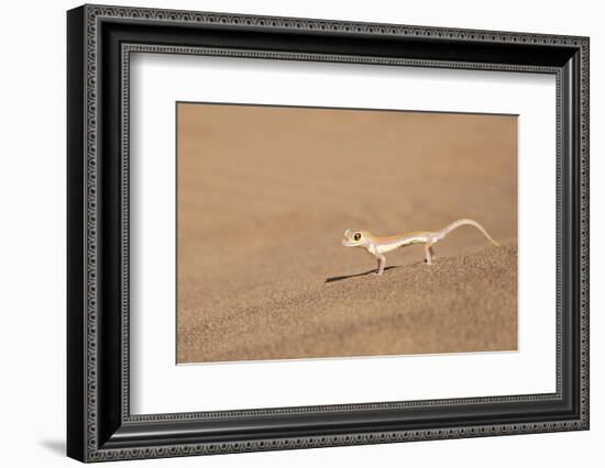 Namibia, Namib Desert. Palmetto gecko on sand.-Jaynes Gallery-Framed Photographic Print