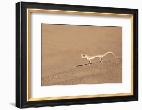 Namibia, Namib Desert. Palmetto gecko on sand.-Jaynes Gallery-Framed Photographic Print