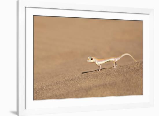 Namibia, Namib Desert. Palmetto gecko on sand.-Jaynes Gallery-Framed Premium Photographic Print