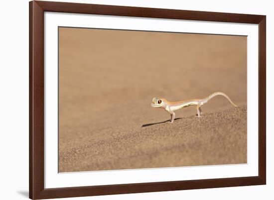 Namibia, Namib Desert. Palmetto gecko on sand.-Jaynes Gallery-Framed Premium Photographic Print