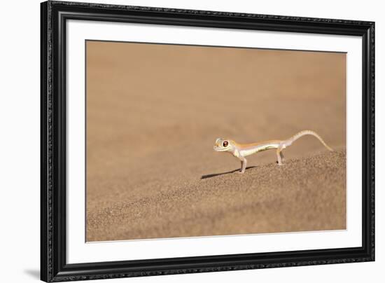 Namibia, Namib Desert. Palmetto gecko on sand.-Jaynes Gallery-Framed Premium Photographic Print